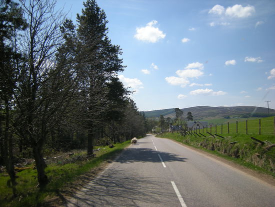Schafe sind Verkehrsteilnehmer in Schottland