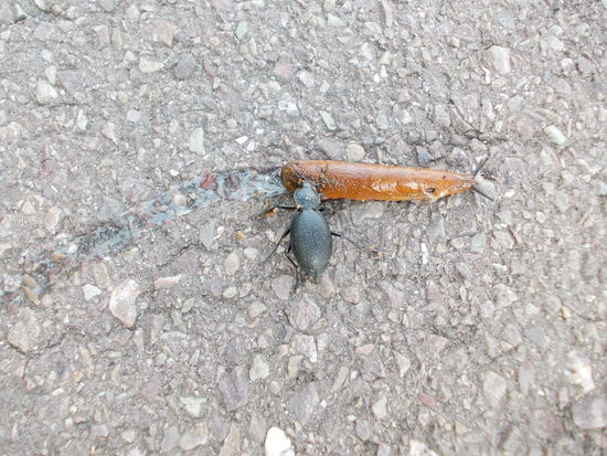 Dieser Hirschkäfer verspeist die Nacktschnecke, während sie noch versucht zu entkommen