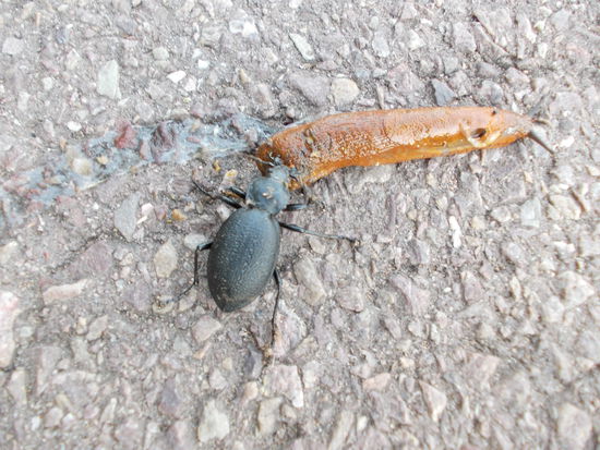 ist es nicht trotzdem sensationell, dass es wieder Hirschkäfer in dieser Größe bei uns gibt