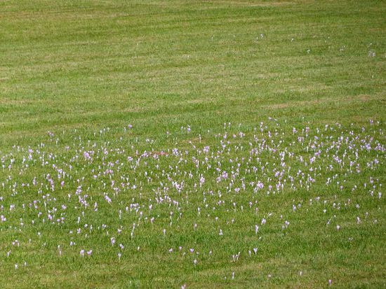 und auf die Herbstzeitlosen
