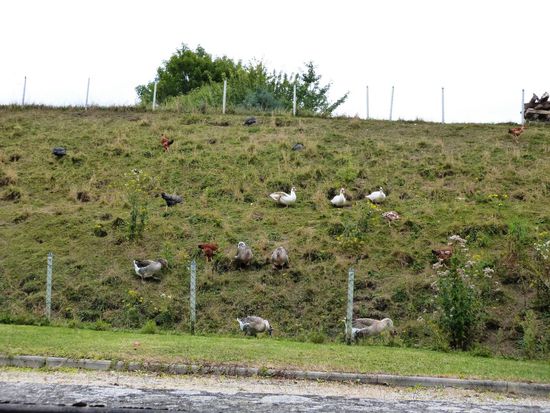 und jetzt weiß ich auch wo in Lothringen die Rechhinkel daheim sind