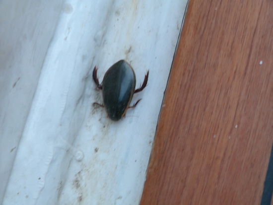 das war ein richtiger Mammut-Käfer