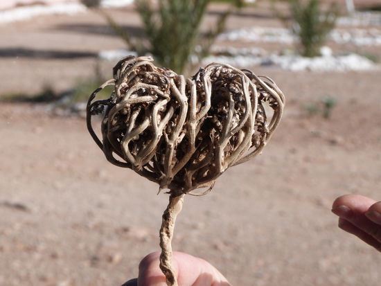 Die Rose von Jericho
Ist eine einjährige Planze, die im vertrockneten  Zustand lange überdauert. Sobald die Früchte reif sind, ziehen sich die Zweige und Blätter bei niedriger Luftfeuchtigkeit  bogenförmig zusammen und wirken wie „Hände im Gebet“.  Kommt irgendwann Wasser, passiert erstaunliches. Die scheinbar toten, vertrockenten Zweige beginnen sich zu entfalten bis sich die Pflanze in ganzer Größe sternförmig  ausgebreitet hat.  So werden die Samen freigesetzt, die dann ideale Keimbedingungen finden. 
Die Rose hat lange Tradition. Sie wurde erstmal von Kreuzrittern nach Europa gebracht. Später wurde sie als heilige Pflanze verehrt. In der Bibel wurde sie erwähnt. Maria soll sie auf der Flucht  von Nazareth nach Ägypten  gesegnet und ihr ewiges Leben verliehen. 
In einem Haus, in dem die Rose von Jericho aufbewahrt wird, herrscht Glück und Segen. Deshalb hab ich eine mitgebracht.
