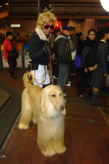 Pekinese mit Afghane