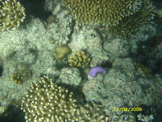 Great Barrier Reef