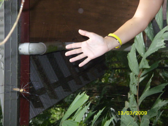 Im Regenwald am Cape Tribulation: Groessenvergleich: Andrea's Hand/Spinne 