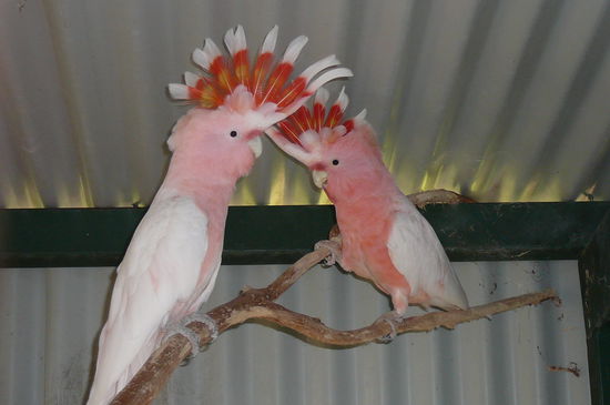 Zwei der vielen Haustiere...