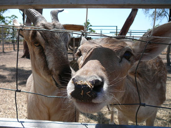 Bambi und Freund Ziege
