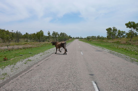 Weg da wir kommen....
Ausser verrueckte Kuehe haben wir auf der Strecke nichts gesehen.