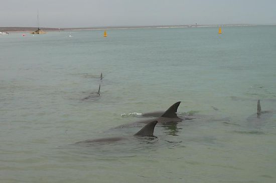 Dolphin's in Monkey Mia