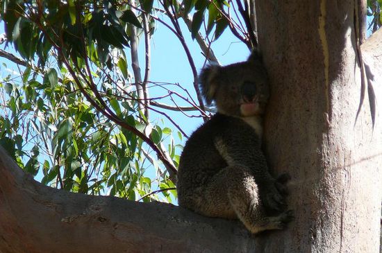 Yanchep Nationalpark
Ich hatte verdammt viel Spass die suessen, faulen Dinger zu aergern
