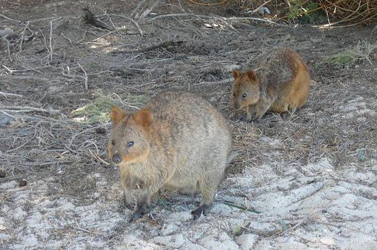 "Ureinwohner" der Insel