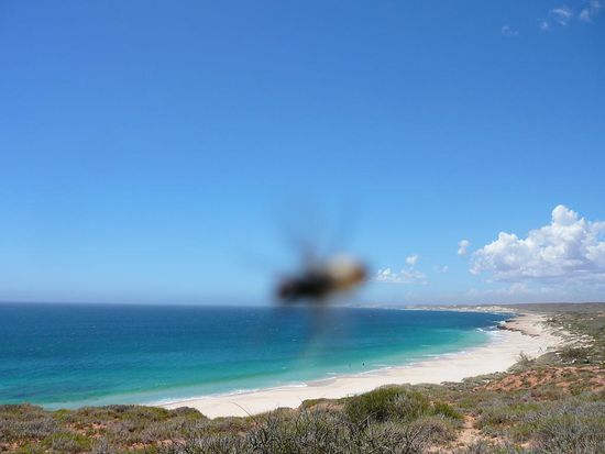 "Red Bluff" doch viel Relaxen war nicht. Die Mio. von Fliegen haben uns total verrueckt gemacht - kuck! selbst auf dem Bild wollte sie nicht fehlen!