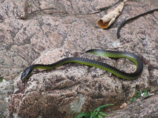 Am Wasserfall im Eungella National Park