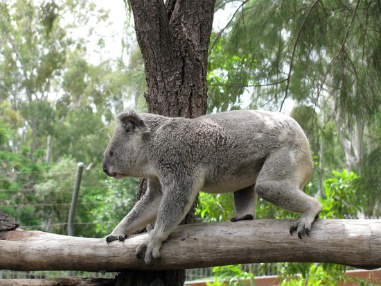 Micha's erster Koala in Rockhampton
