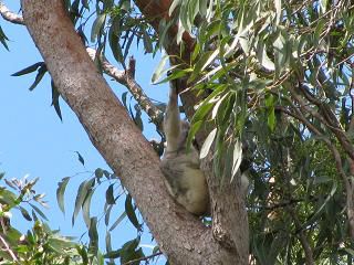 Micha's erster Wild-Koala