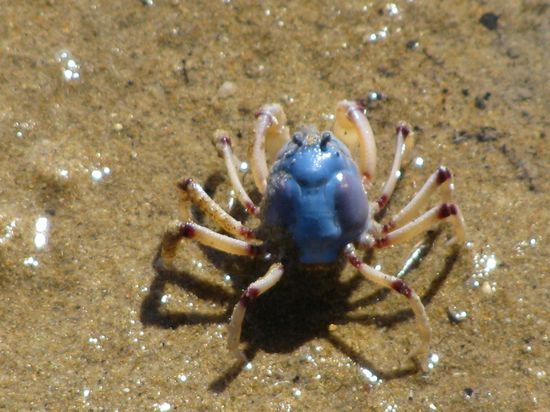 Bewohner am Beach from Town of 1770