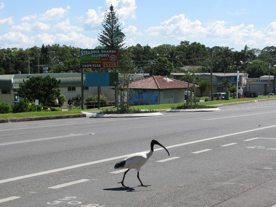 Auf Stradebroke Island!