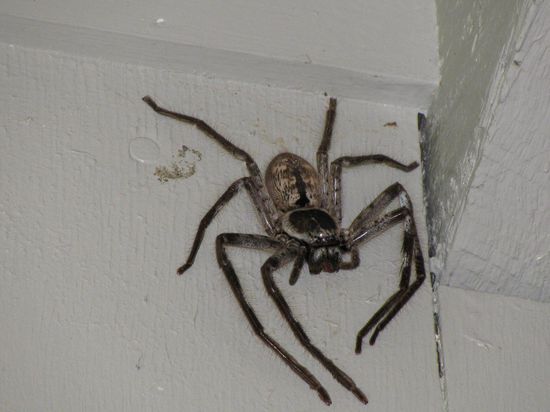 Eine der groessten die wir bisher gesehen haben...