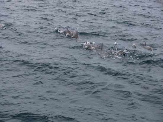 ...doch ausser Flipper und ein bisschen Unterwasserwelt nix zu sehen!