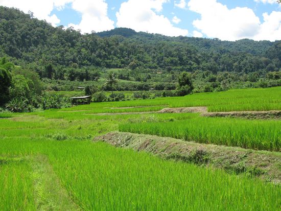 Auf dem Elefant durch die schoene Landschaft