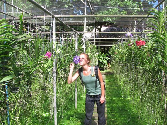Auf der Orchideenfarm