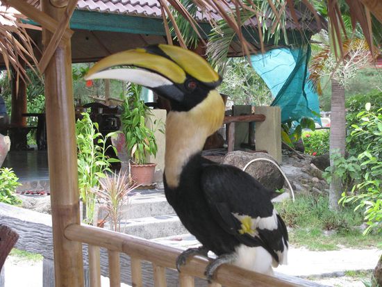 Auf Kho Pha-Ngan!
Der Vogel der unser Mittagessen klauen wollte. Doch wir konnten alles ausser nen Glas Bier retten *Hicks...*