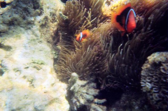 Papa Nemo und seine Family