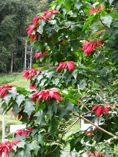 Unser Weihnachtsstern in Mamutgroesse