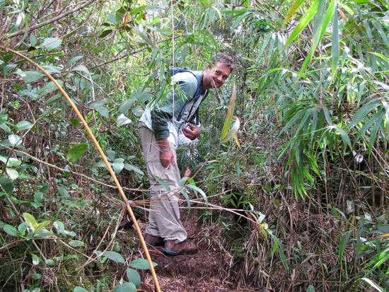 Rein in den Mossy Forest!