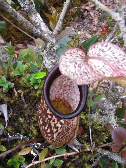 Die Pflanze die Insekten isst
"Pitcher plant"