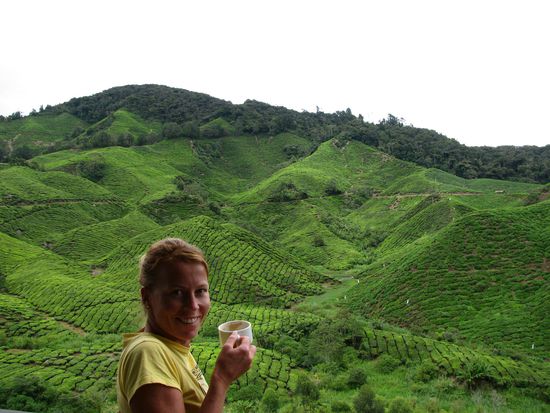 Auf der groessten Teeplantage Malaysia's "BOH"