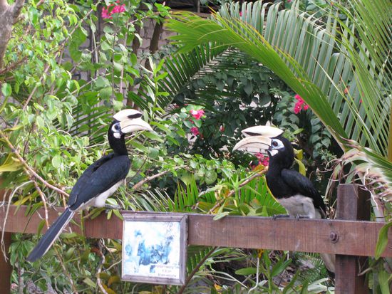 Welcome auf Pulau Pangkor!
Und auch hier waren Sie wieder - unsre Essensdiebe die "Hornbills"