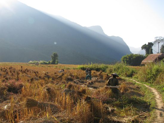 In Muang Ngoi - die Reisernte steht an!