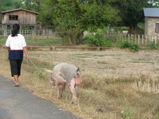 Auch Mr. Pic muss mal Gassi gehen