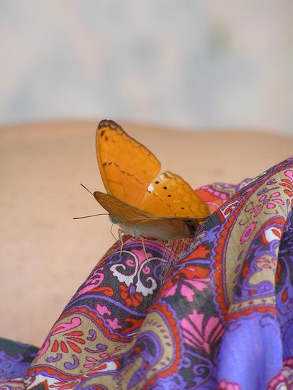 Schmetterling auf'm Ruecken