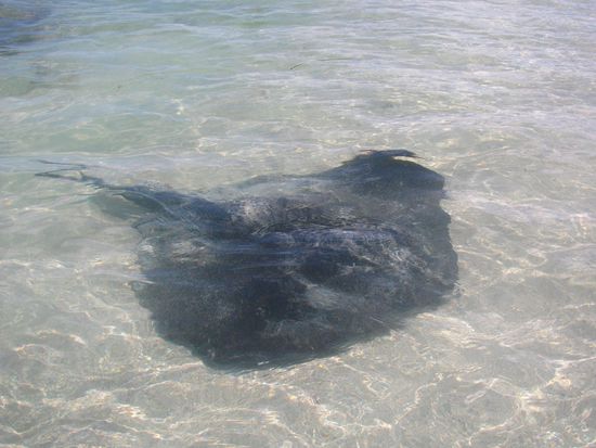 Hamelin Bay 
Auch wir waren lucky und haben Stingrays gesehen