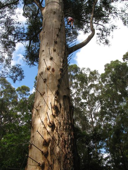 Gloucester Tree
Hier ging es 60 m in die Hoehe - Huha...