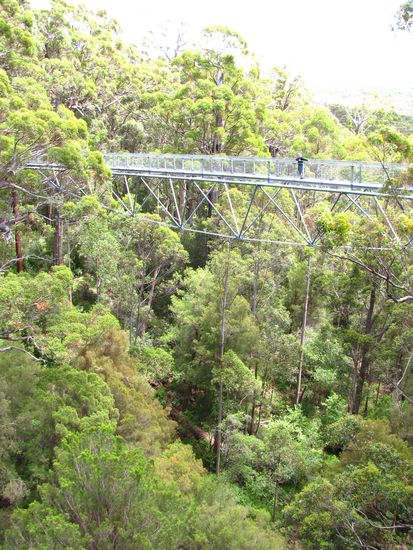 Tree Top Walk
Auch hier ging es ueber die Baeume hinweg