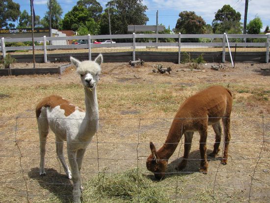 Cute Diego und Poco auf dem Caravanpark in Albany