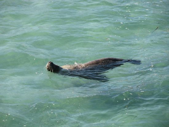 Ureinwohner "SAMMY"
Nina: ich habe ihn selbstverstaendlich von dir gegruesst, doch lieber waer ihm nen Fischpacket gewesen