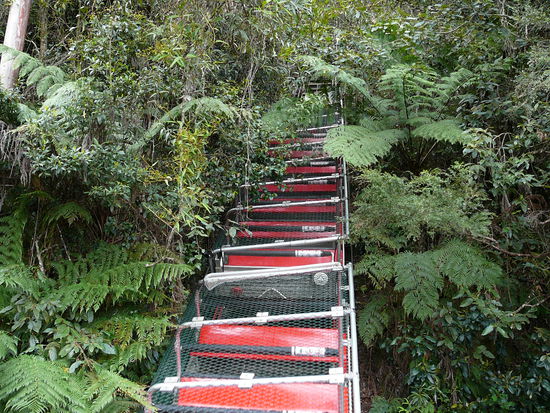 Achterbahnfahrt in den Regenwald...
