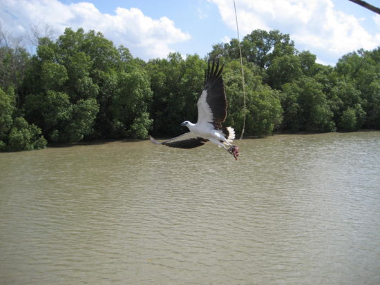 zwischendurch haben wir noch Adler gefuettert..