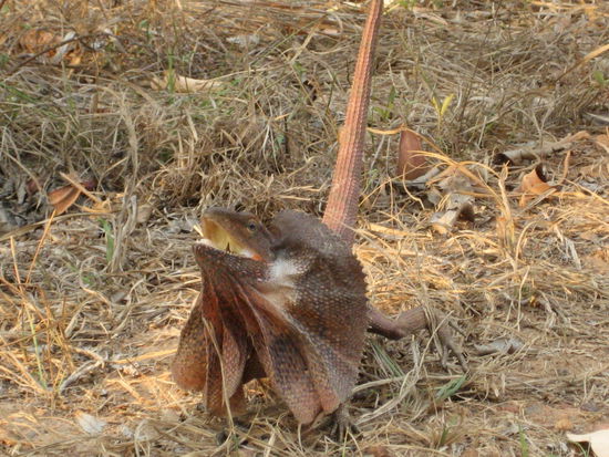 Look at this it's amazing!!!