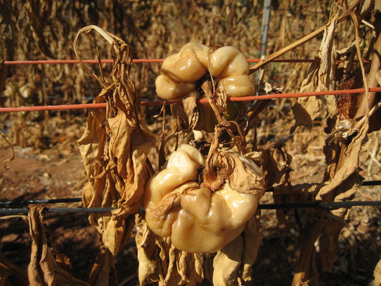 Ich konnte sie nicht mehr sehen und voarllem nicht mehr riechen!!!