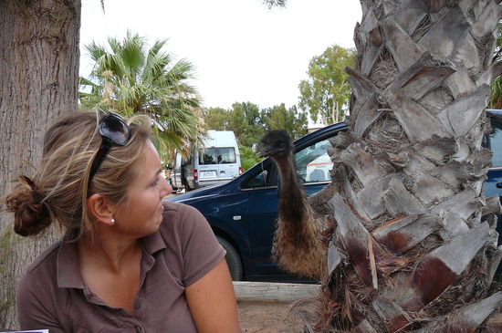 Carmen's neuer Freund...
Dieses Emu hat uns tatsaechlich ein Nutellabrot vom Tisch geklaut