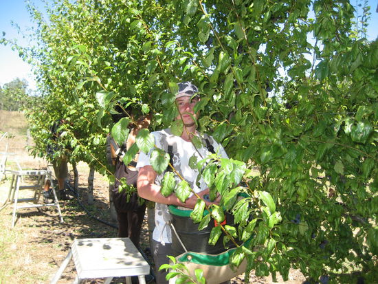 beim Pflaumen pfluecken... Begeistert ist anders