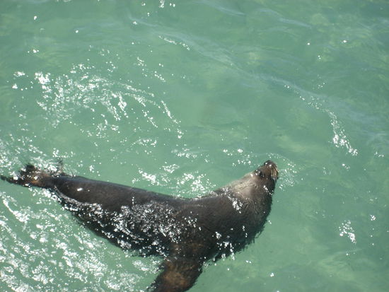 Sammy the seal in Esperance
