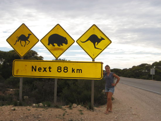 leider haben wir kein Tier gesehen!!!
Obwohl... Doch... Da waren 2 tote Kaengurus am Strassenrand und ein paar Dingo's
