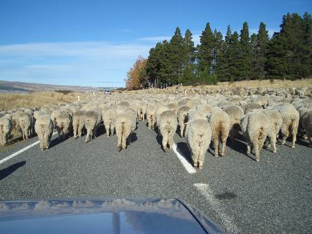 Welcome to New Zealand